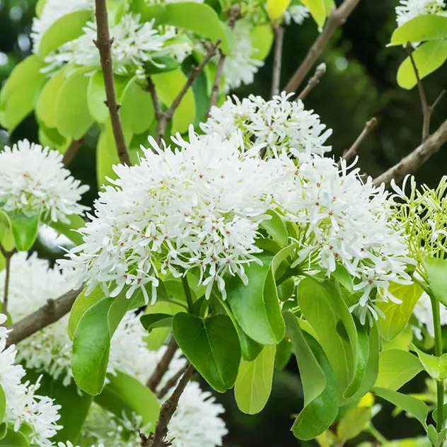 Chinese Fringe Tree For Sale Online | The Tree Center