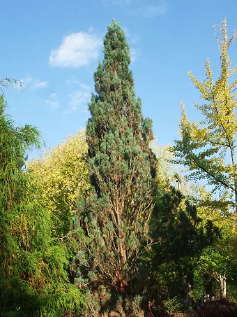 Columnar Scots Pine