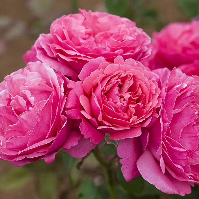 Dee-Lish® Rose - Tree Form For Sale Online | The Tree Center