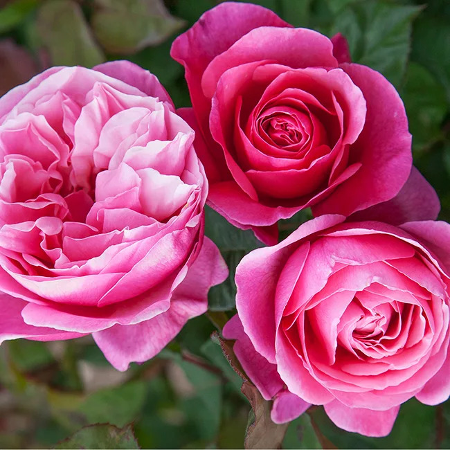 Dee-Lish® Rose - Tree Form For Sale Online | The Tree Center