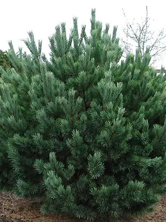 Dwarf Blue Scots Pine