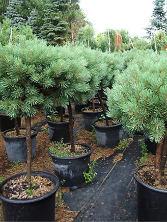 Dwarf Blue Scots Pine - Tree Form