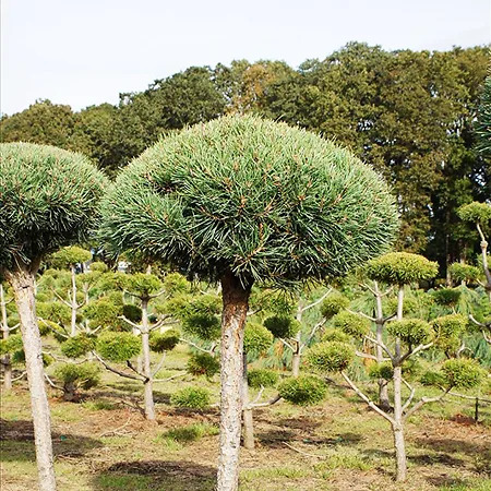 Dwarf Blue Scots Pine - Tree Form For Sale Online | The Tree Center