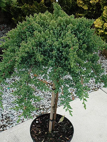 Dwarf Garden Juniper - Tree Form