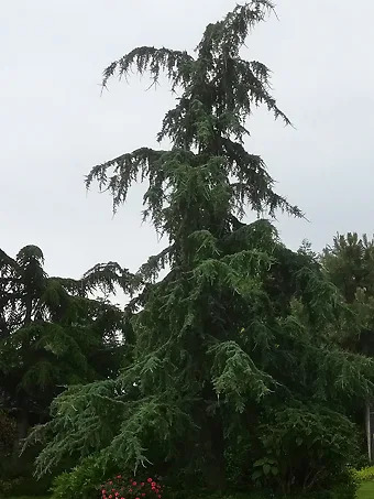 Eisregen Blue Himalayan Cedar