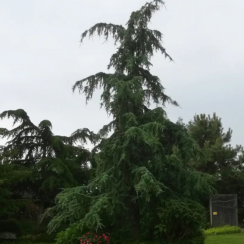 Eisregen Blue Himalayan Cedar For Sale Online | The Tree Center