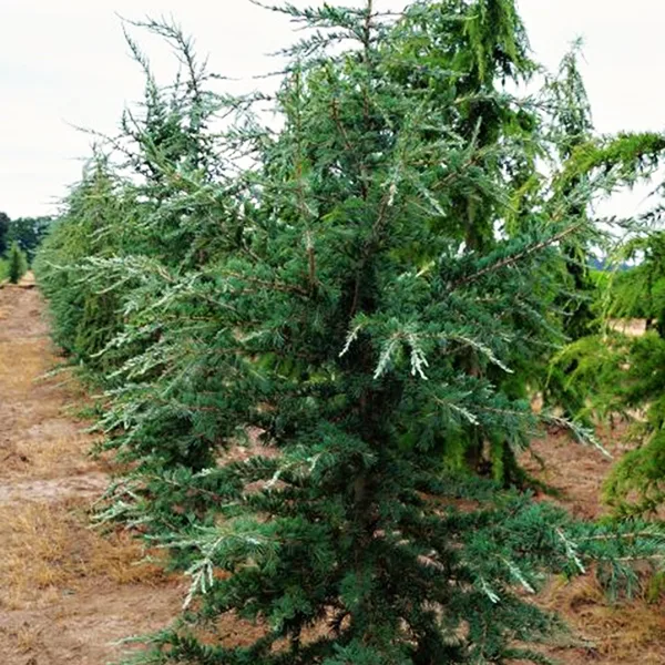 Eisregen Blue Himalayan Cedar For Sale Online | The Tree Center