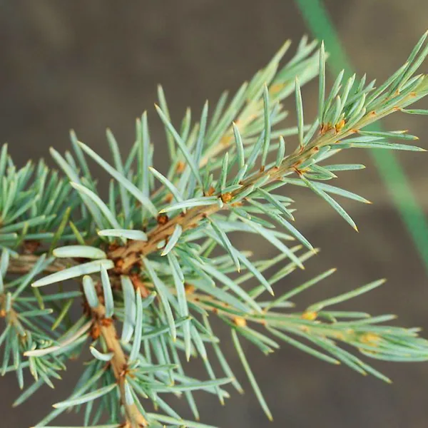 Eisregen Blue Himalayan Cedar For Sale Online | The Tree Center