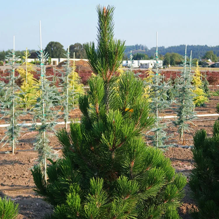 Emerald Arrow Bosnian Pine For Sale Online The Tree Center   Emerald Arrow Bosnian Pine 2 Copy Jpg 