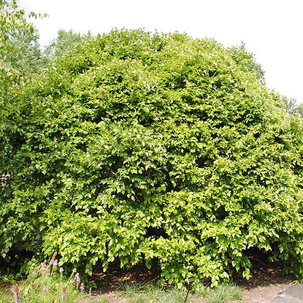 Heritage Birch Clump Trees For Sale | The Tree Center