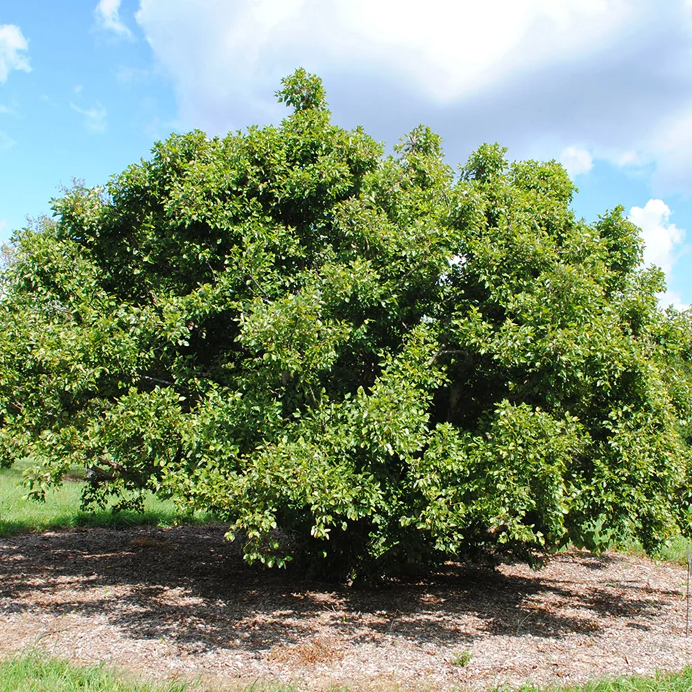 Heritage Birch Clump Trees For Sale | The Tree Center