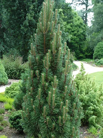 Frank's Columnar Austrian Pine