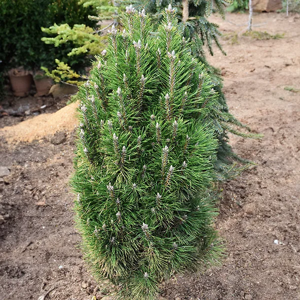 Frank's Columnar Austrian Pine For Sale Online | The Tree Center