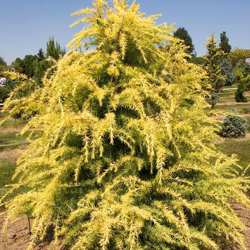 Gold Cone Deodar Cedar For Sale Online | The Tree Center