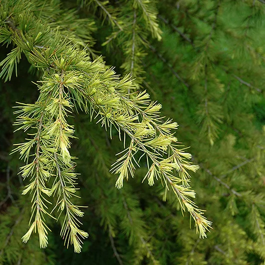 Gold Cone Deodar Cedar For Sale Online | The Tree Center