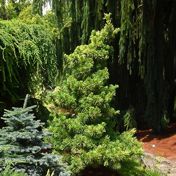 Goldilocks Japanese White Pine For Sale Online | The Tree Center