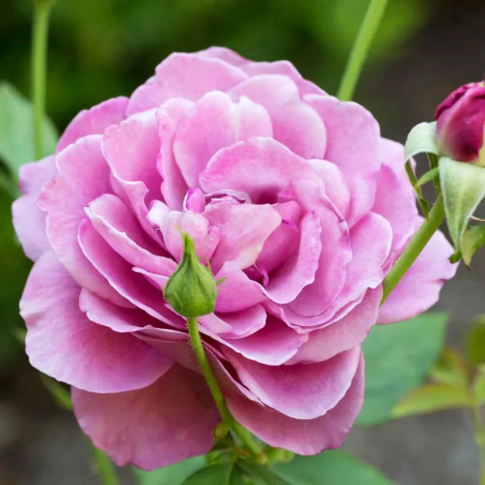 Heirloom Rose - Tree Form For Sale Online | The Tree Center