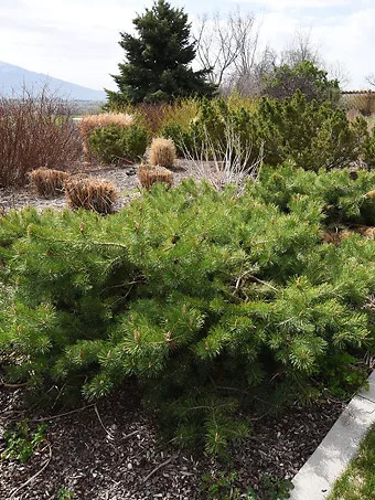 Hillside Creeper Scots Pine