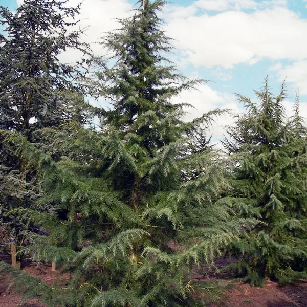 Karl Fuchs Himalayan Cedar For Sale Online | The Tree Center