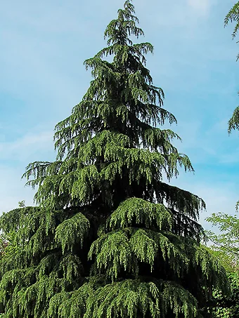 Cedar Trees For Sale Online | The Tree Center