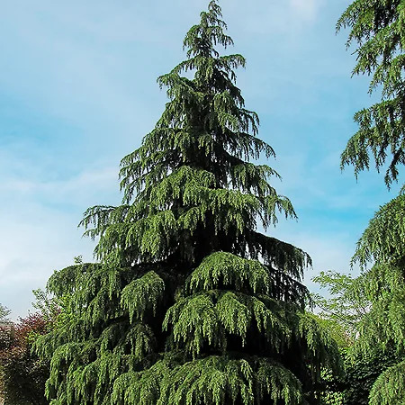 Kashmir Deodar Cedar For Sale Online 