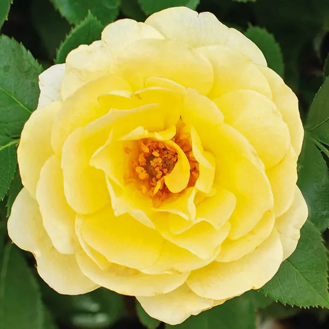 Lemon Sunblaze Rose Tree Form For Sale Online The Tree Center