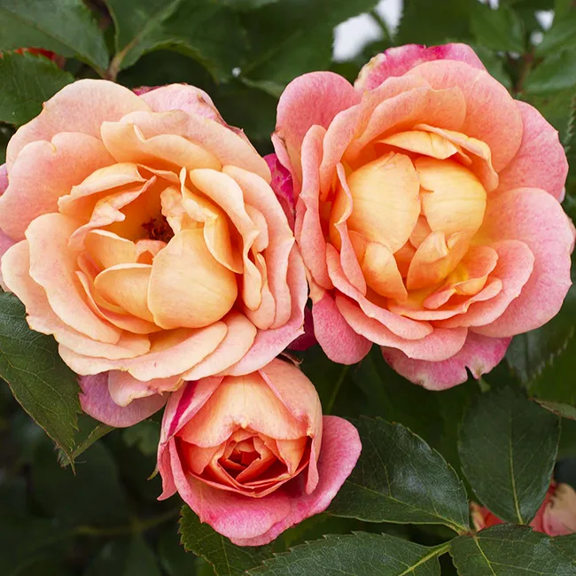 Peach Sunblaze® Rose - Tree Form For Sale Online | The Tree Center