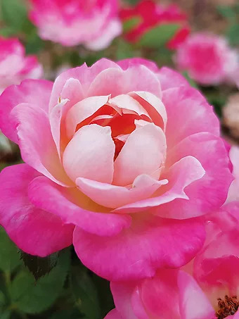 Pink Sunblaze® Rose - Tree Form