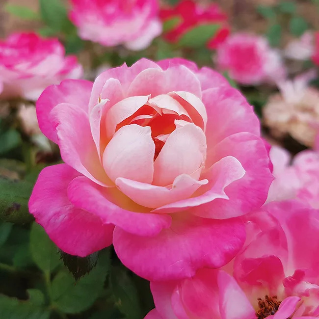 Pink Sunblaze Rose Tree Form For Sale Online The Tree Center