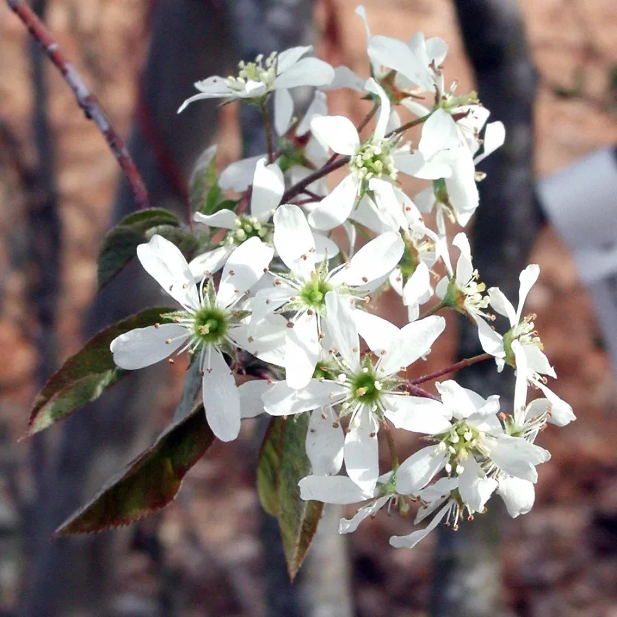 Rainbow Pillar Serviceberry For Sale Online | The Tree Center