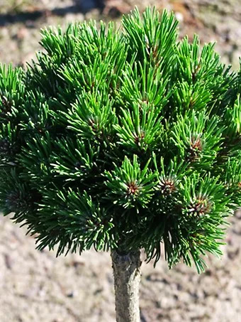 Sherwood Compact Mugo Pine - Tree Form