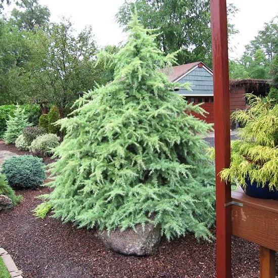 Snow Sprite Deodar Cedar For Sale Online | The Tree Center