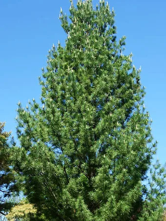 Upright Eastern White Pine