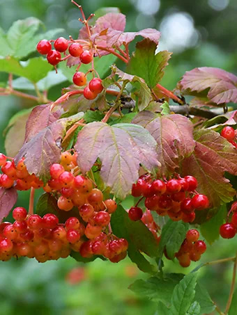 Wentworth American Cranberry Viburnum