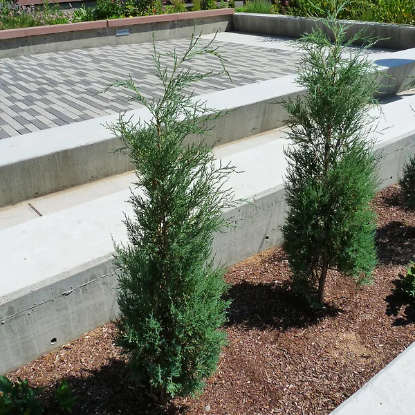 Woodward Columnar Juniper For Sale Online | The Tree Center