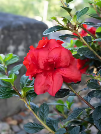 Ruby Starburst Encore Azalea