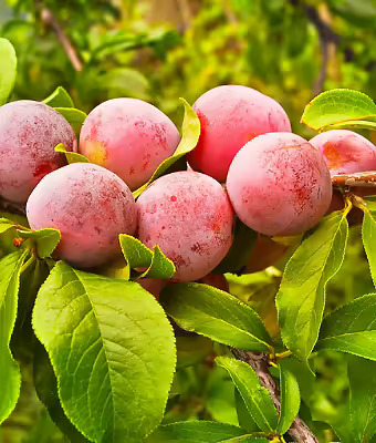 Au Rubrum Plum Tree