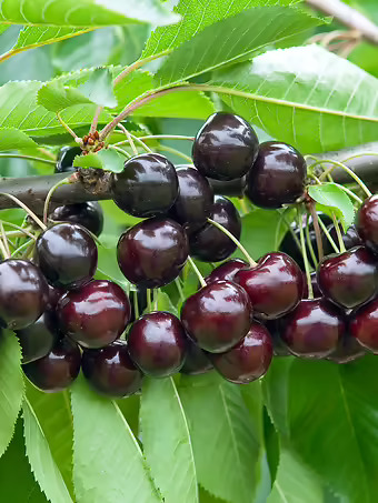 Bing Cherry Tree