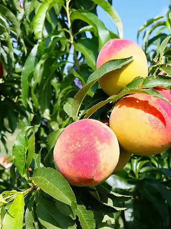 Bounty Peach Tree