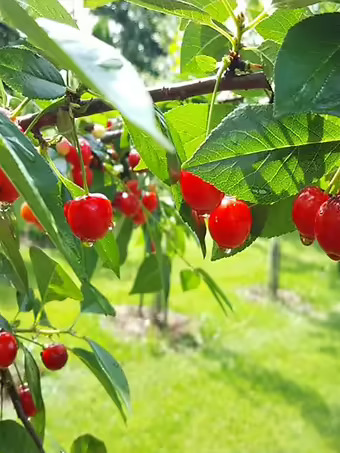 North Star Cherry Tree