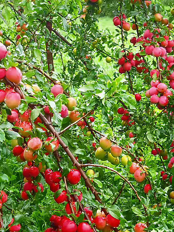 Red June Plum Tree