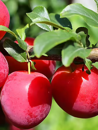 Ruby Sweet Plum Tree