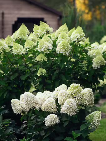 Skyfall Hydrangea