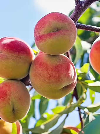 White Hale Peach Tree