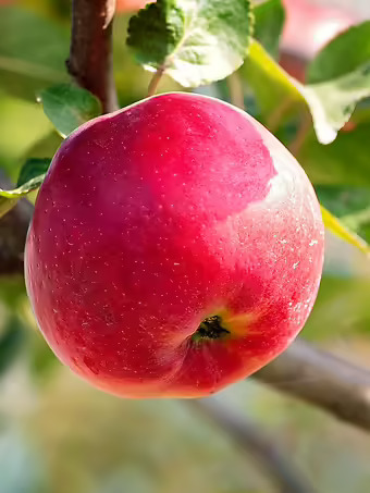 Wolf River Apple Tree