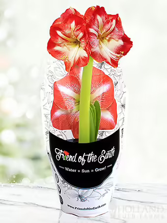 Potted Minerva Amaryllis Bulb