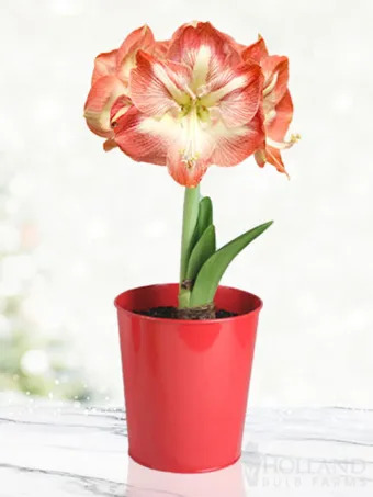 Minerva Amaryllis Kit