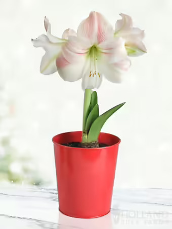 Charming Amaryllis Kit