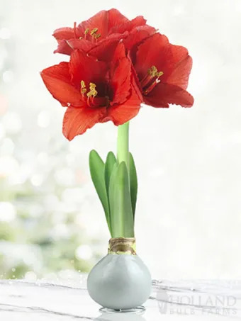 Waxed Amaryllis Bulb