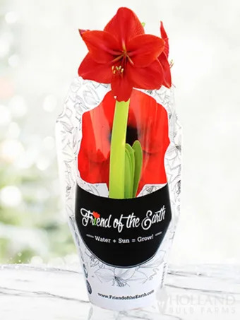 Red Lion Amaryllis Kit